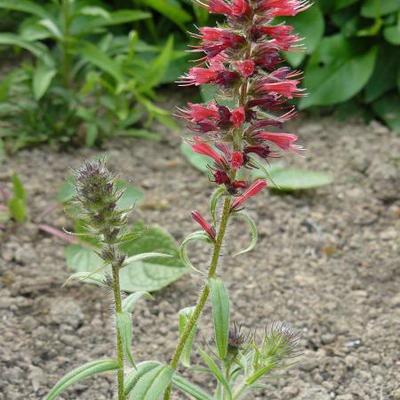 Slangenkruid - Echium russicum