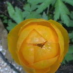 Trollius x cultorum 'Orange Princess' - Kogelbloem