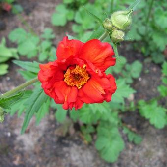 Geum chiloense 'Mrs Bradshaw'