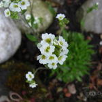 Draba dedeana - Hongerbloempje