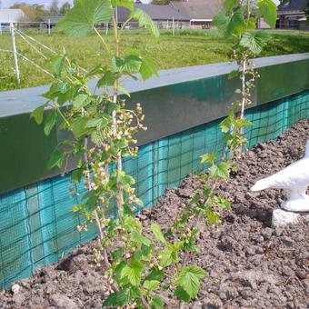 Ribes nigrum 'Big Ben'