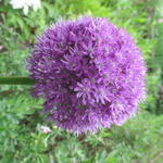 Allium 'His Excellency' - Sierui