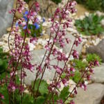 Heuchera pulchella - Purperklokje