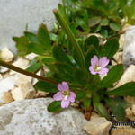 Epilobium crassum - Roodbladige wilgenroosje