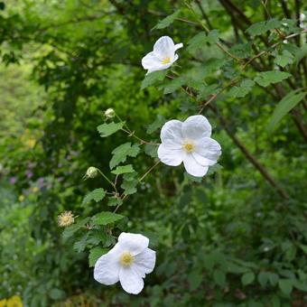 Rubus x tridel 'Benenden'