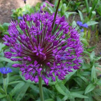 Allium hollandicum 'Purple Sensation'