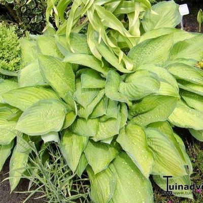 Hartlelie/Funkia - Hosta 'Paul's Glory'