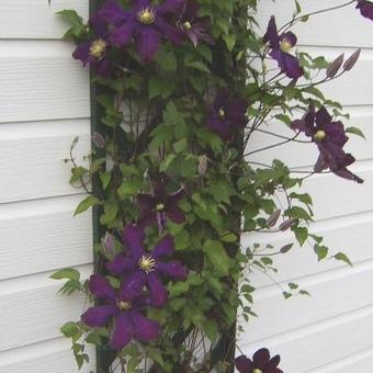 Clematis 'Warszawska Nike'