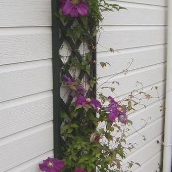 Clematis 'Westerplatte'