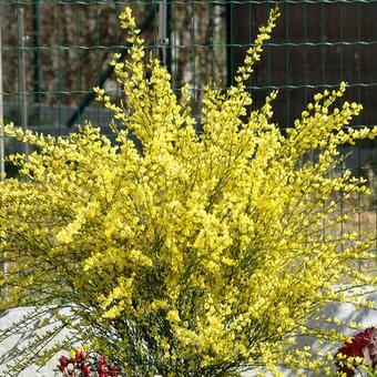 Cytisus scoparius 'Golden Sunlight'