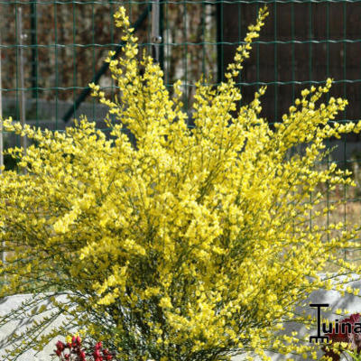 Brem - Cytisus scoparius 'Golden Sunlight'