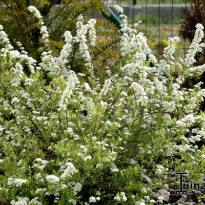 Spierstruik, spirea - Spiraea x cinerea 'Grefsheim'