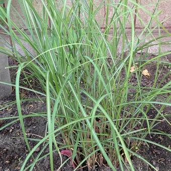 Miscanthus sinensis 'Rotsilber'