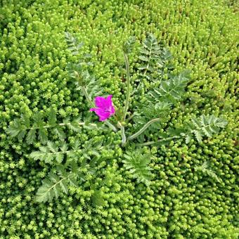 Erodium manescavii