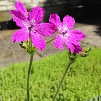 Erodium manescavii