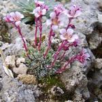 Saxifraga x kellereri 'Kewensis' - Steenbreek