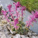 Saxifraga x biasolettoi 'Phoenix' - Steenbreek