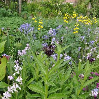 Centaurea montana 'Jordy'