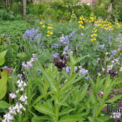 Korenbloem - Centaurea montana 'Jordy'