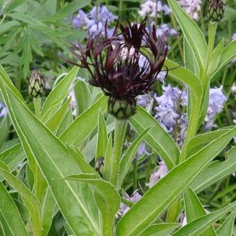 Centaurea montana 'Jordy'