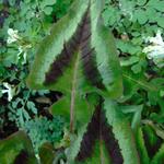 Persicaria runcinata - Persicaria runcinata