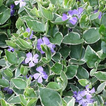 Vinca major 'Variegata'