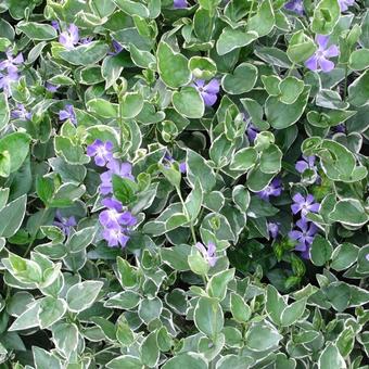 Vinca major 'Variegata'