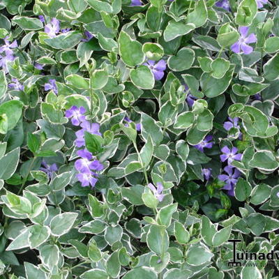 Grote maagdenpalm - Vinca major 'Variegata'