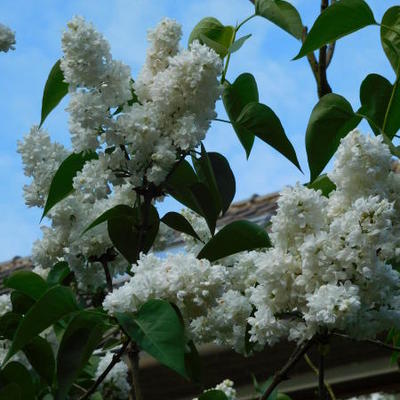 Syringa vulgaris 'Mme Lemoine' - Sering