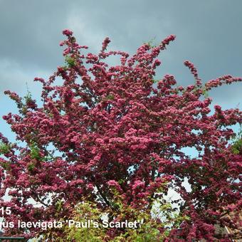 Crataegus x media 'Paul's Scarlet'