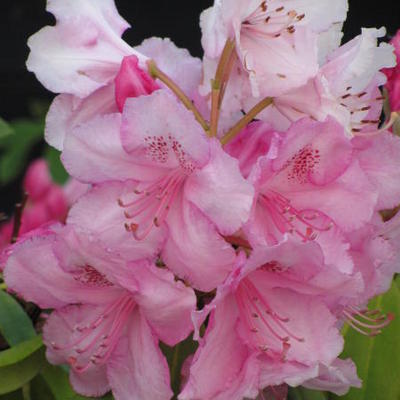 Rododendron - Rhododendron 'Albert Schweitzer'