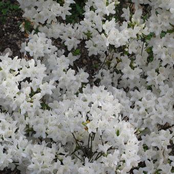 Rhododendron 'Schneewittchen'