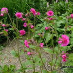 Silene dioica 'Firefly' - Dagkoekoeksbloem