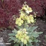 Verbascum 'Letitia' - Toorts