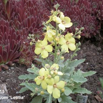 Verbascum 'Letitia'