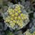 Sedum spathulifolium 'Cape Blanco'