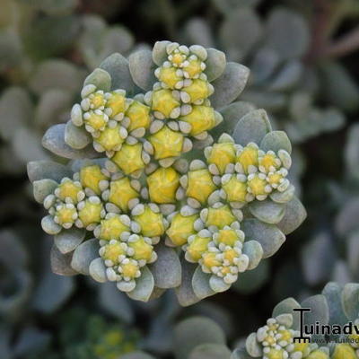 Vetkruid - Sedum spathulifolium 'Cape Blanco'