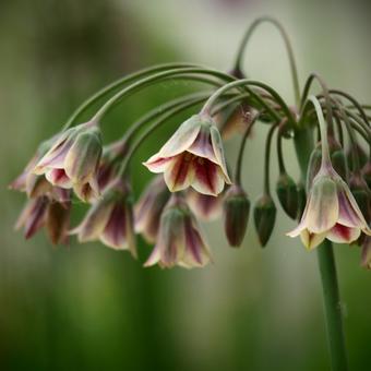 Allium siculum subsp. dioscoridis