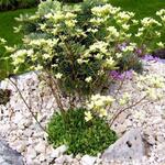 Saxifraga paniculata 'Lutea' - Steenbreek