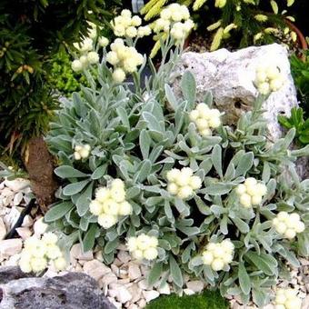 Helichrysum sibthorpii