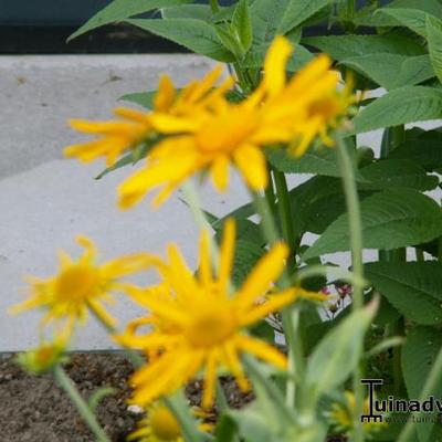 Zonnekruid - Helenium bigelovii 'The Bishop'