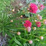 Armeria pseudarmeria 'BALLERINA Red' - Engels gras