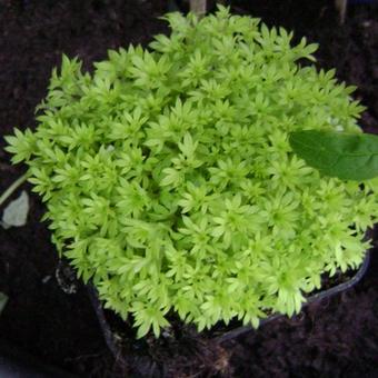 Saxifraga exarata subsp. moschata 'Cloth of Gold'