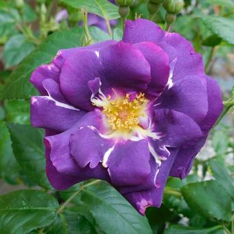 Rosa 'Rhapsody in Blue'