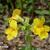 Mimulus luteus