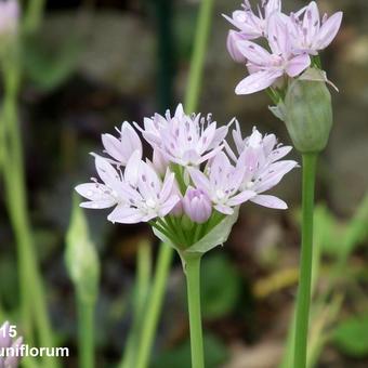 Allium uniflorum