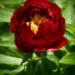 Paeonia - Pioen