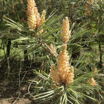 Pinus sylvestris