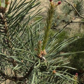 Pinus sylvestris