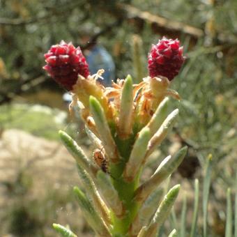 Pinus sylvestris